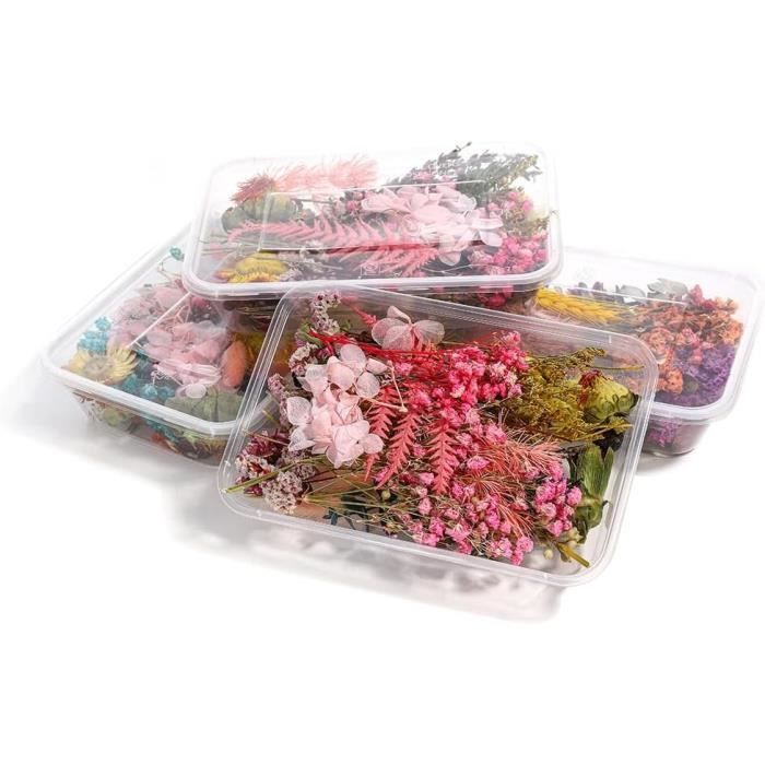 1 Boîte Mélange De Vraies Fleurs Séchées Plantes Sèches Fleurs Pressées 1 Boîte Mélange De Vraies Fleurs Séchées Plantes Sèches Fleurs Pressées