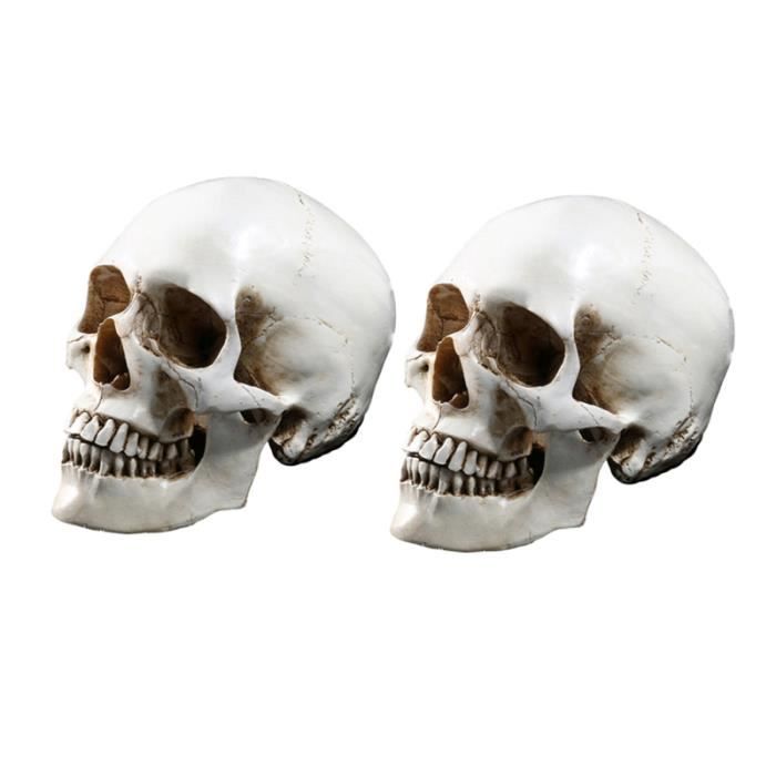 2 pièces modèle de crâne humain résine réaliste créative tête humaine os squelette moule pour traçage anatomique OBJET DECORATIF