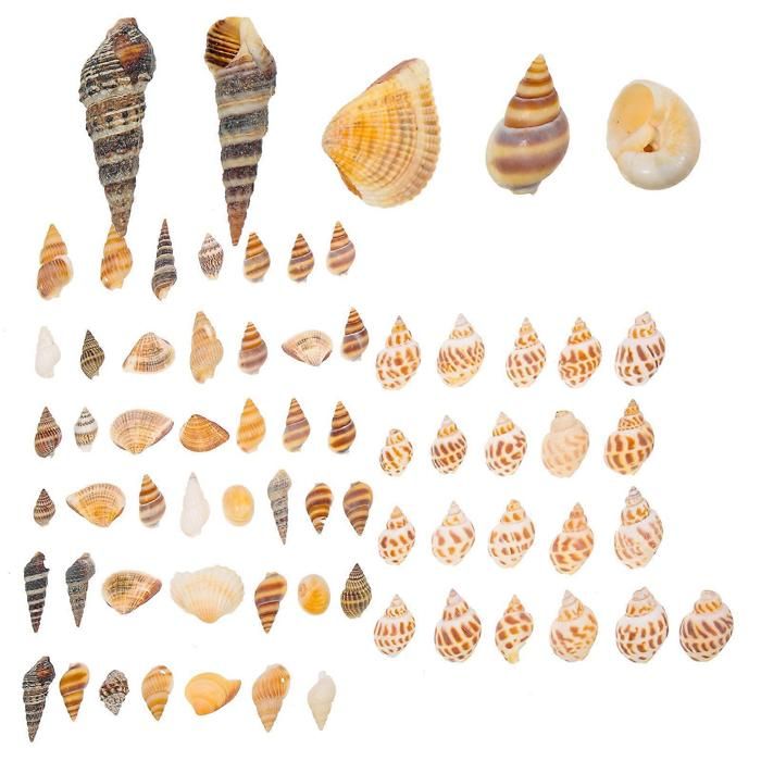boîtes de coquillages naturels pour aquarium décorations de coquillages vase à faire soi-même décoration de conques