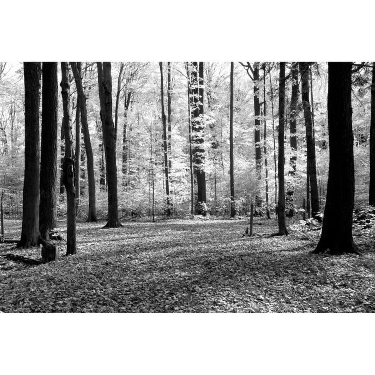 Papier Peint Photo Intisse 201477 Foret 300x223 Cm 6 Les Mural Poster Geant Xxl Noir Blanc Beach Mer Ocean Nature Jungle Arbres Achat Vente Papier Peint Papier Peint Photo Intisse Cdiscount