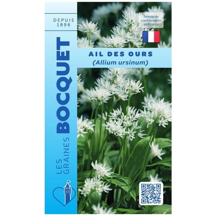 Graine - Semence - Ail des Ours - Allium ursinum