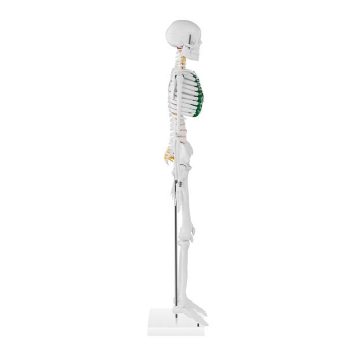 Mini maquette du squelette humain Cartilage mis en relief en vert Hauteur  85cm Crâne en 3 parties PVC Physa PHY-SK-5 - Cdiscount Santé - Mieux vivre