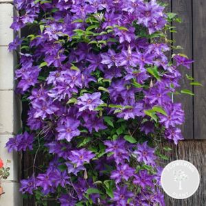 PLANTE POUSSÉE Clématite Le Président – Plante grimpante violette - Vigne forestière - D15 cm - H60-70 cm