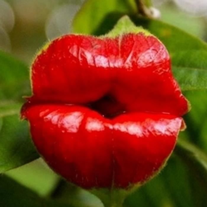 10pcs Graines de fleur rouge lèvres plantes jardin - Cdiscount Jardin