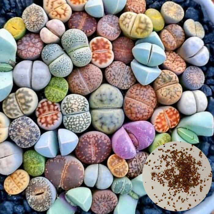 Kasuki 100 pièces/sac véritable mini graines de cactus succulentes rares plantes grasses vivaces pot fleur plante d'intérieur pour la décoration de jardin maison - (couleur : 24 Kasuki 100 pièces/sac véritable mini graines de cactus succulentes rares plantes grasses vivaces pot fleur plante d'intérieur pour la décoration de jardin maison - (couleur : 24