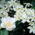 Camélia du Japon 'Nobilissima'Plante à feuilles persistantes Arbuste de jardin Pot 9cm-1