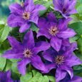 Clématite Le Président – Plante grimpante violette - Vigne forestière - D15 cm - H60-70 cm-2