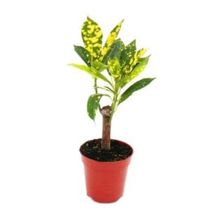 PLANTE POUSSÉE Mini-Plante - Croton - Codiaeum - Arbuste merveilleux - Idéal pour les petits bols et verres - Petite plante en pot de 5,5 cm