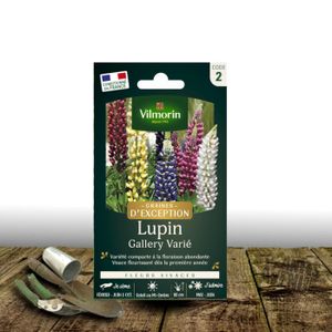 Comment Récolter Les Graines De Lupin - Pour Semer De Nouvelles Plantes La Saison Prochaine