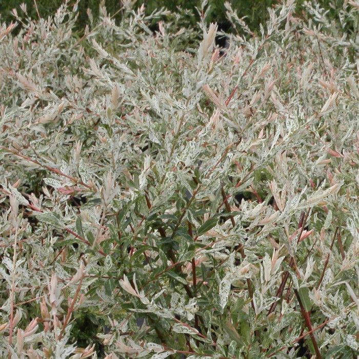 Saule crevette Hakuro Nishiki, Salix - Cdiscount Jardin