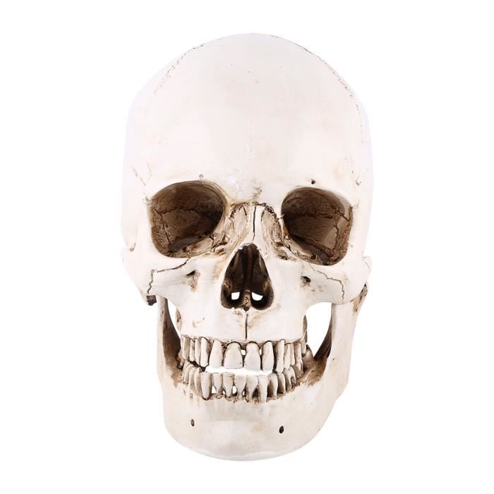 Décoration d'Halloween Crâne/Tête de Mort en résine doré or 7 x 10.5 x 9  cm (x1) REF/8075 - Cdiscount Maison