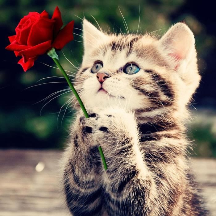 Broderie Diamant Kit Complet Peinture Numero Adulte Peinture Par Numero Rose Chat Achat Vente Peinture Au Numero Broderie Diamant Kit Cdiscount Broderie Diamant Kit Complet Peinture Numero Adulte Peinture Par Numero Rose Chat Achat Vente Peinture Au Numero Broderie Diamant Kit Cdiscount