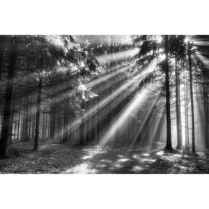 Avoir Images Papier Peint Photo Intisse 14v Foret Soleil 350x260 Cm 7 Les le plus cool par