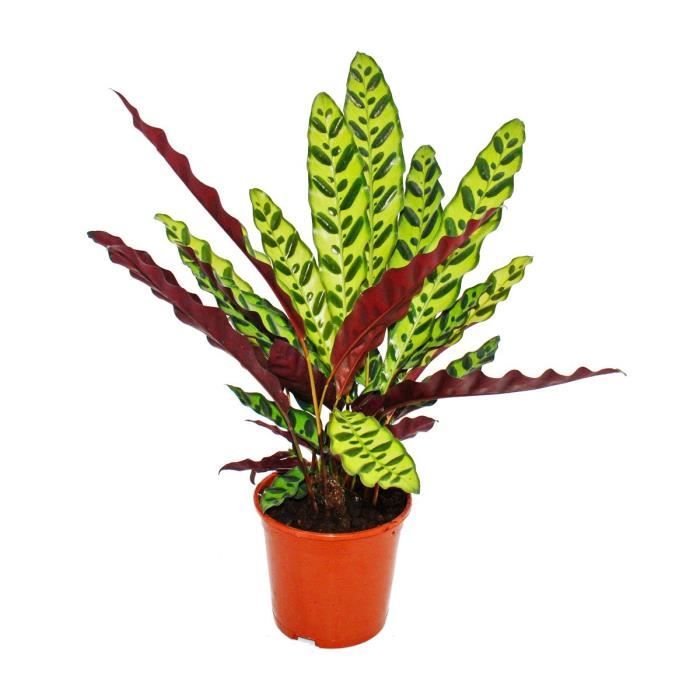 Plante d'ombre à motif de feuilles inhabituel - Calathea lancifolia - pot de 14cm - hauteur env. 50cm