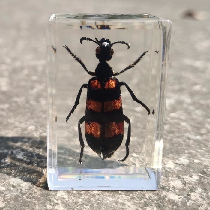 Presse-papiers Résine Transparent Avec Scorpion Conservé - Spécimen Insecte Éducatif - Décoration Bureau Et Cadeau Scientifique
