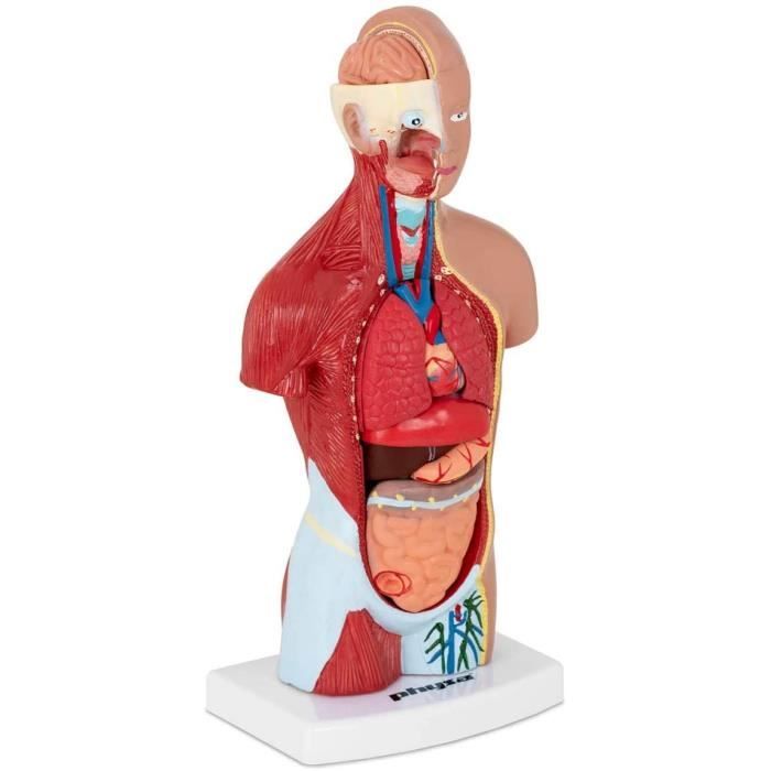 Physa Maquette Anatomique Du Torse Humain Modèle 3D Mannequin Anatomie ...