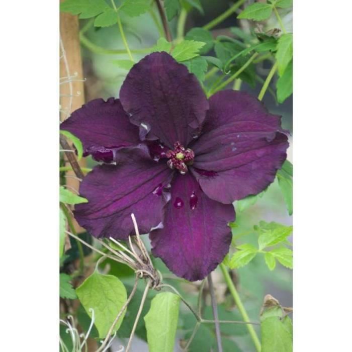 Clématite rasputin c 2 litres - fleur violette - Cdiscount Jardin