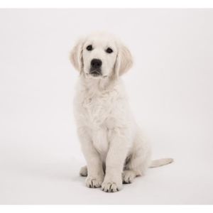 Poster Chiot Cdiscount