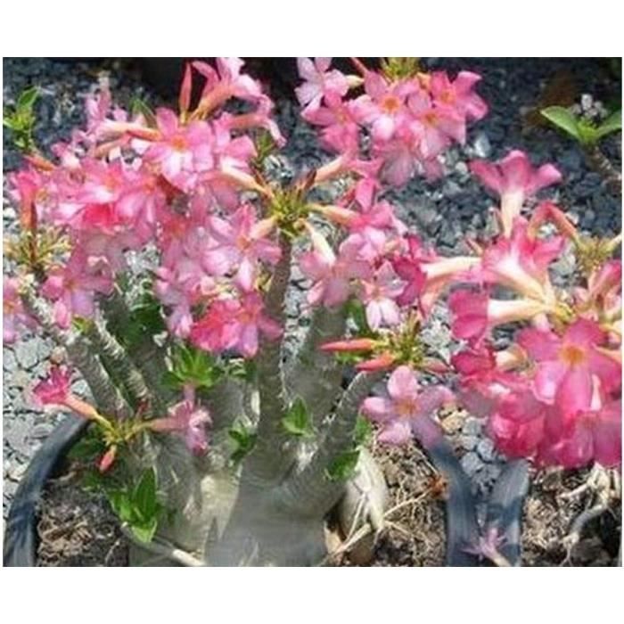 3 Graines Adenium Arabicum Bonsaï Rose Du Désert - Plante Succulente Fleurs Rouges
