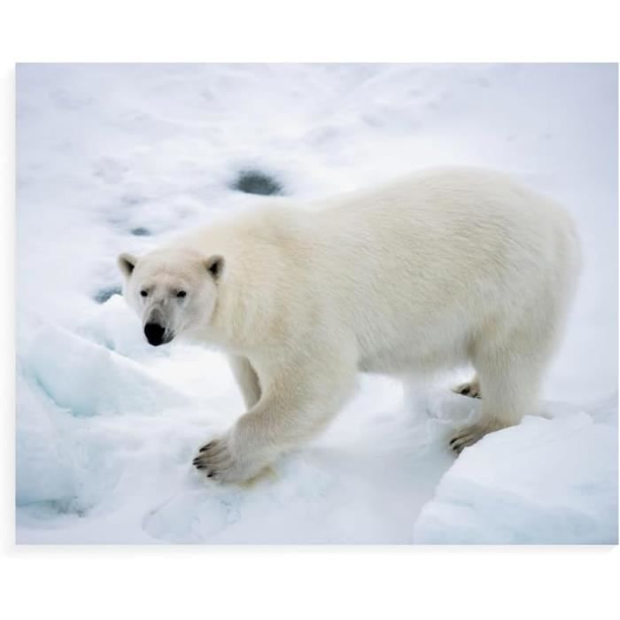 5D Papillon Diamond Painting Adulte, Feuilles Peinture Diamant Adulte