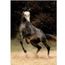 ponycycle cdiscount