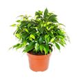 Exotenherz - figue qui pleure - Ficus "Kinky" - feuilles vertes - 1 plante - facile d'entretien - purificateur d'air - pot de 12cm-0