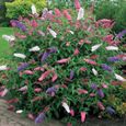 Arbre à Papillons Tricolore Buddleia 17cm - Fleurs Multicolores Vivaces pour Jardins & Balcons-0