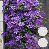 2x Clématite Le Président – Vigne Purple Forest – Plante grimpante - D15 cm - H60-70 cm