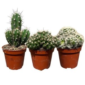 PLANTE POUSSÉE Lot 3 Cactus en pot de 8 cm (B)