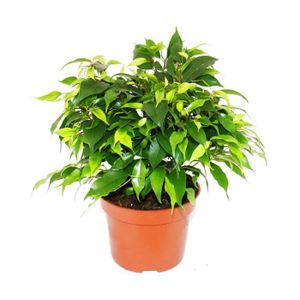 PLANTE POUSSÉE Exotenherz - figue qui pleure - Ficus 