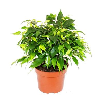 Plantes d'intérieur de Botanicly – 4 × Mélange de plantes vertes tropicales  – Hauteur: 35 cm – Ficus GinSeng, plante naturelle - Cdiscount Jardin