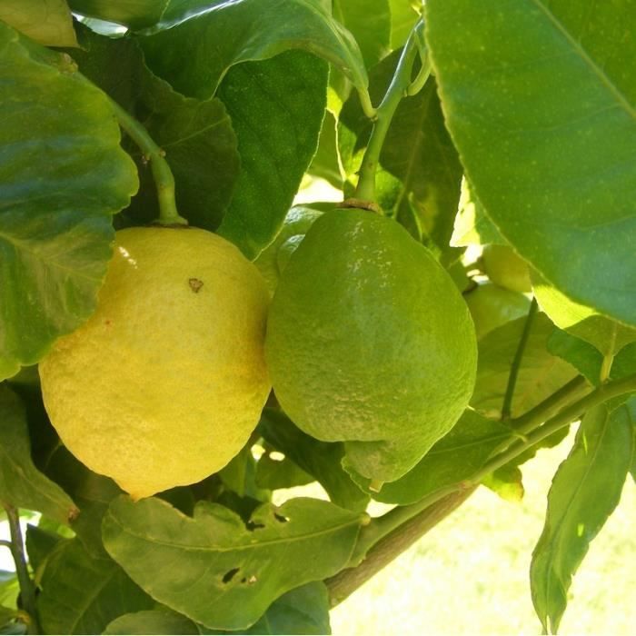 Citronnier des quatre saisons - Citrus lemon - Cit