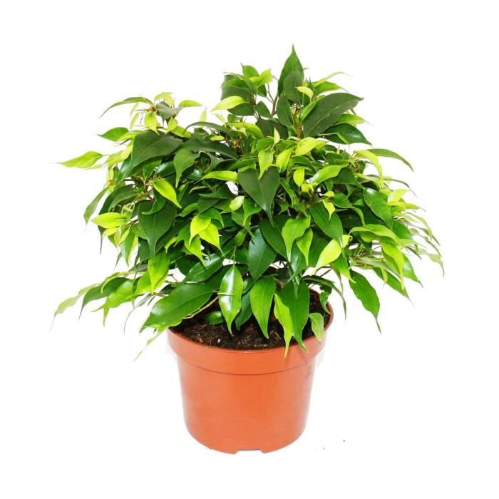 Exotenherz - figue qui pleure - Ficus "Kinky" - feuilles vertes - 1 plante - facile d'entretien - purificateur d'air - pot de 12cm