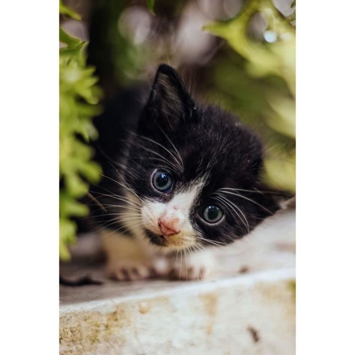 Poster Affiche Chaton Noir Et Blanc Yeux Bleus En Observation Sur Un Muret Mignon Animaux 30x45cm Cdiscount Maison