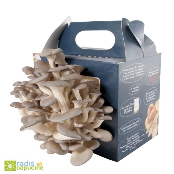 Kit Champignon Hallucinogne
