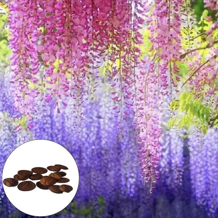 50 pièces-sac grainent de glycine plantes grimpantes vivaces bien fleuries graines de fleurs de glycine violette pour parc.