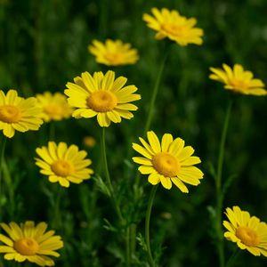 20 P Tanaisie (Tanacetum Vulgare) Graines De Fleurs Vivaces[z787