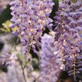 50 pièces-sac grainent de glycine plantes grimpantes vivaces bien fleuries graines de fleurs de glycine violette pour parc.-3