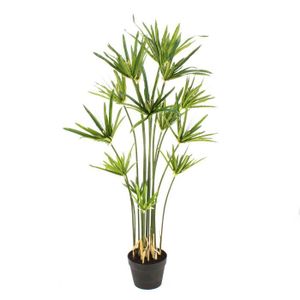 Cyperus Cdiscount