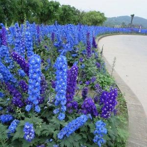 GRAINE - SEMENCE 50Pcs Graines de delphinium-Facile à cultiver-Fleurs parfumées-Aménagement paysager