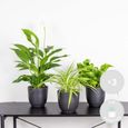 3x Mélange Plantes Salle de Bain – Spatiphyllum-Asplenium-Chlorophytum – D12 cm - H 25-45 cm-1