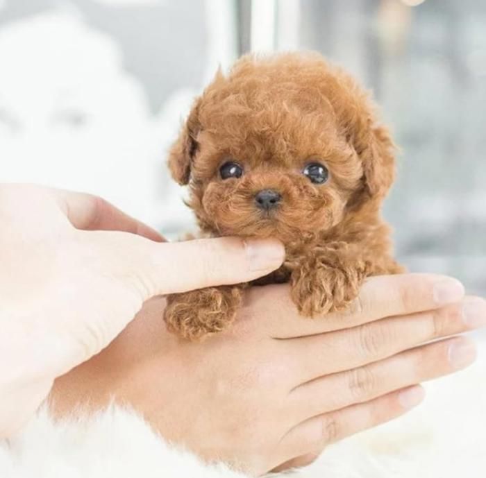 Chien Robot Interactif Éducatif – Peluche Animale Qui Marche, Aboie Et Lèche – Détection Tactile – Cadeau Enfant Fille Garçon