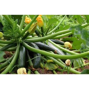 GRAINE - SEMENCE 15 Graines de Courgette Black Beauty - légumes jardin potager - semences paysannes [111]