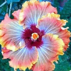 GRAINE - SEMENCE 100 pcs - sac graines d'hibiscus, fleur tropicale décor à la maison plante de bonsaï en pot vivace pour jardin