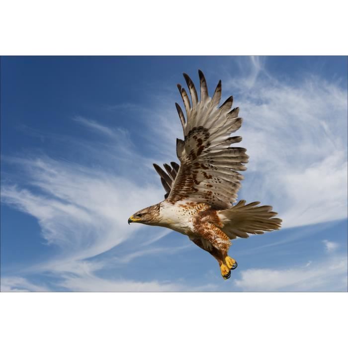 Stickers Muraux Deco Aigle Royal Dimensions 100x147cm Achat Vente Stickers Vinyl Carton Cdiscount