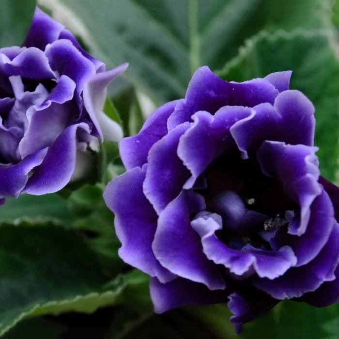 100pcs bleu Saintpaulia Ionantha graines de violette africaine belle plante  de jardin de fleurs - Cdiscount Jardin