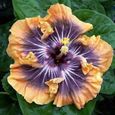 100 pcs - sac graines d'hibiscus, fleur tropicale décor à la maison plante de bonsaï en pot vivace pour jardin-2