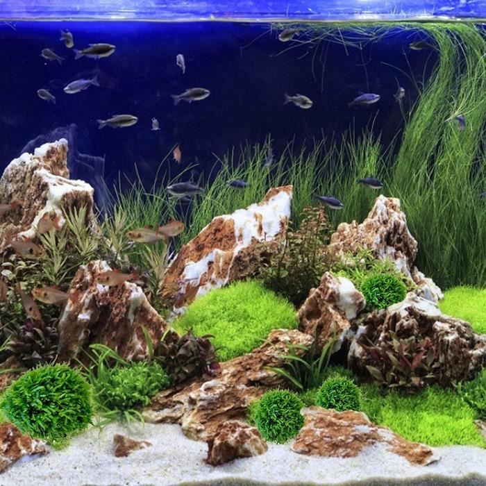 2Pcs Plantes D'aquarium,mousse Vivante Aquarium Naturelle,aquarium
