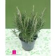 La plante de Romarin officinal ‘Rosmarinus Officinalis’ - pot Ø 14 cm - h. 25-30-50 cm-0