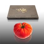 Tomate Marmande Variété Ancienne Semences Biologiques